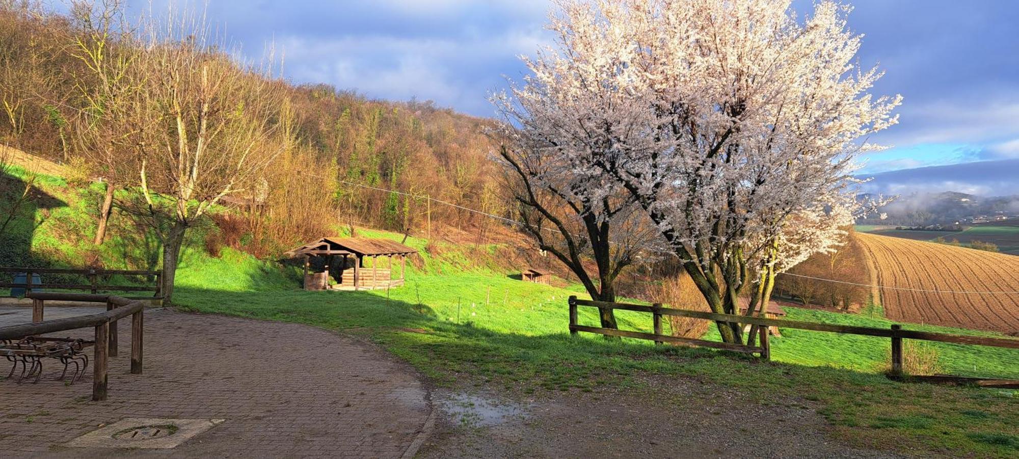 阿尔法诺纳塔Cascina Fazioli别墅 外观 照片